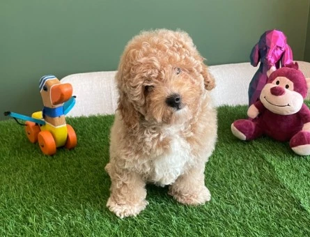 Sevimli Apricot Toy Poodle yavrumuz, özel kayısı tonlarındaki tüyleri - 10621