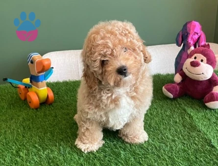 Sevimli Apricot Toy Poodle yavrumuz, özel kayısı tonlarındaki tüyleri - 10621