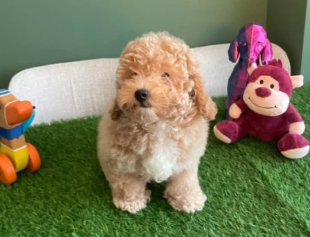 Apricot rengindeki sevimli Toy Poodle yavrumuz yeni ailesini bekliyor - 10622