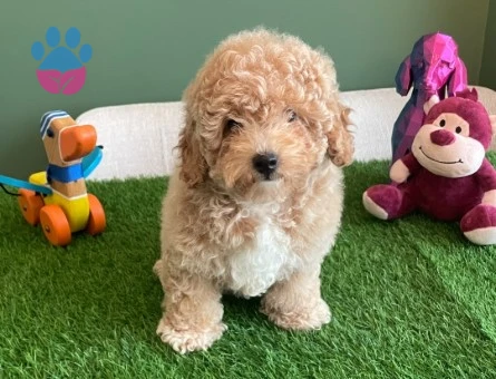 Safkan Apricot Toy Poodle – Ruhsatlı Çiftlikten Özel Yavrumuz - 10623