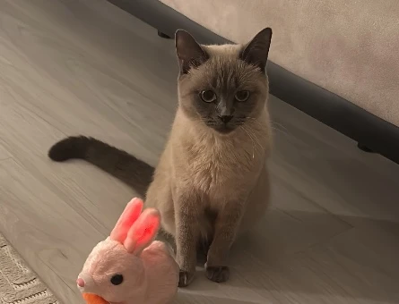 British Shorthair 2 Yaşında Yuva Arıyor - 10642