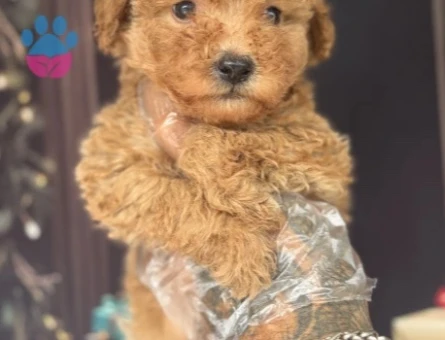 Altın rengi Toy Poodle Yavruları - 10648