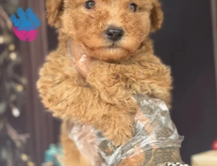 Altın rengi Toy Poodle Yavruları - 10648