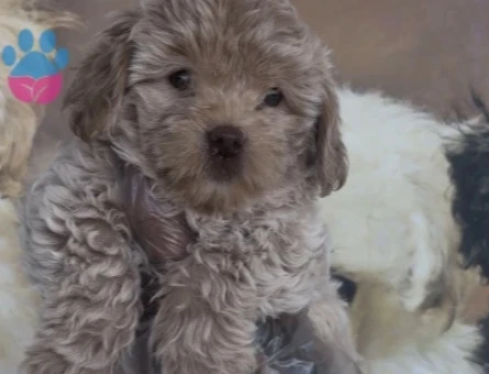 Toy boyutta Maltipoo yavruları - 10654