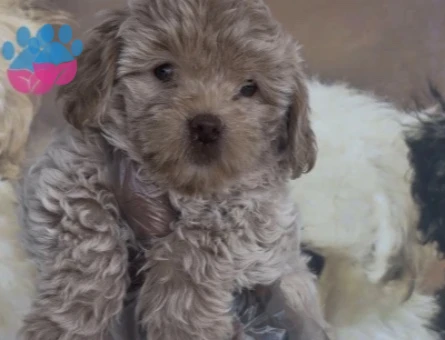 Toy boyutta Maltipoo yavruları - 10654
