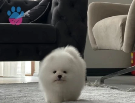 POMERANIAN ÜRETİM ÇİFTLİĞİNDEN - 10677