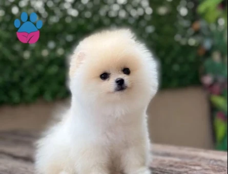 POMERANIAN ÜRETİM ÇİFTLİĞİNDEN - 10678