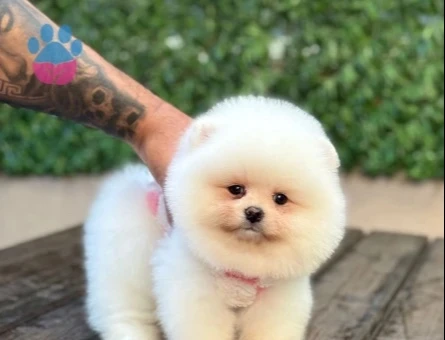 POMERANIAN ÜRETİM ÇİFTLİĞİNDEN - 10679