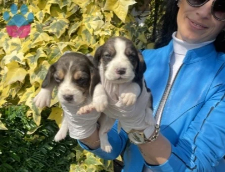 Beagle yavrularım sağlık ve garantilidir - 10689