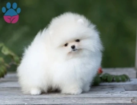 Teddy Bear Pomeranian Boo Yavrularımız - 10763