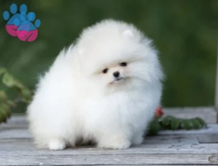 Teddy Bear Pomeranian Boo Yavrularımız - 10763