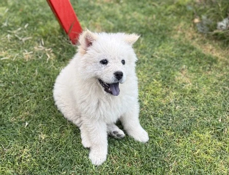 3 aylık aşıları tam chow chow (Çin aslanı beyaz ) - 10771