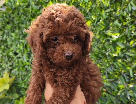Toy poodle yavruları - 10775