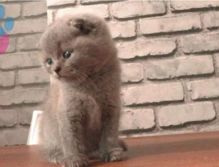 ORJİNAL SAFKAN SCOTTİSH FOLD