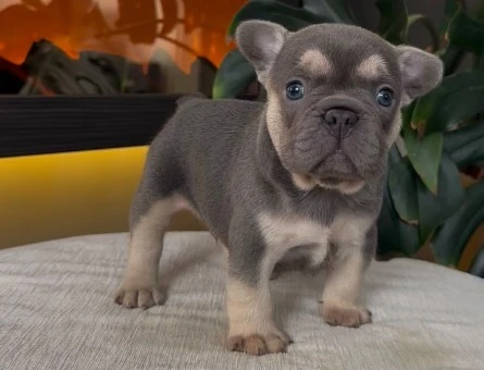 REZERVEYE AÇIK EGZOTİK FRENCH BULLDOG SAFKAN YAVRULARIM ÖZEL - 10809