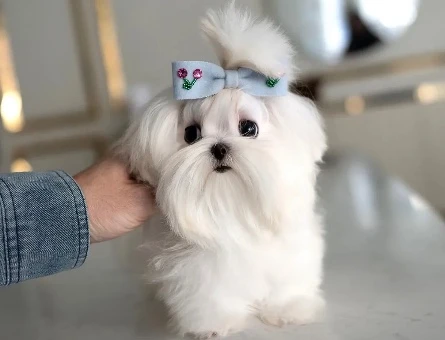 Maltesse Terrier Cinsi Güzel Yavrular - 10837