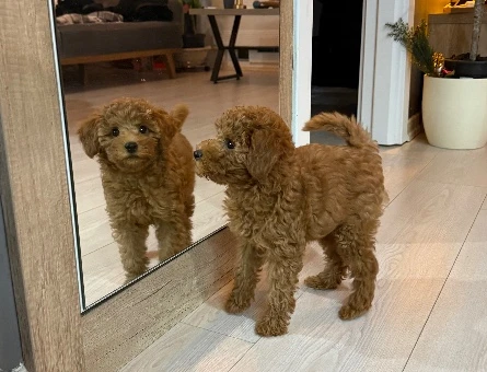 Poodle - 10846