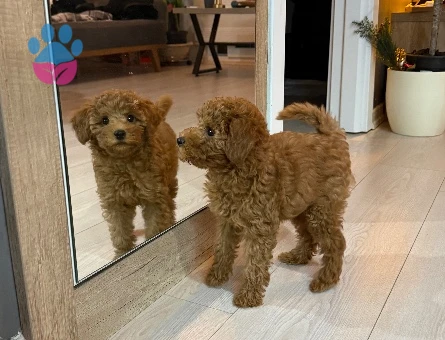 Poodle - 10846