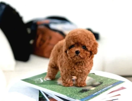 Korean toy poodle bebeklerimiz - 10864