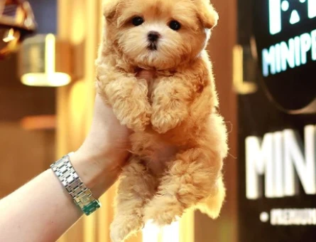 ENFES GUZELLIKTEKI TOY POODLE BEBISLERIMIZ - 10866