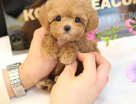 A kalite korean toy poodle cocuklarim - 10867