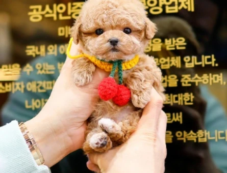 KOREAN TOY POODLE YAVRULARIMIZ - 10870