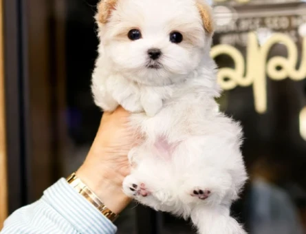 SAFKAN TOY POODLE BEBEKLERIMIZ - 10872