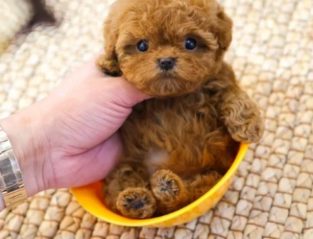 Mukemmel kalitedeki kore toy poodle yavrularimiz - 10874
