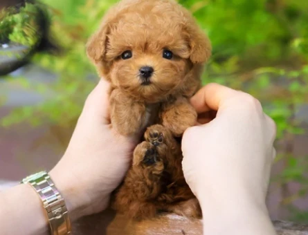 ENFES GUZELLIKTEKI TOY POODLE BEBISLERIMIZ - 10876