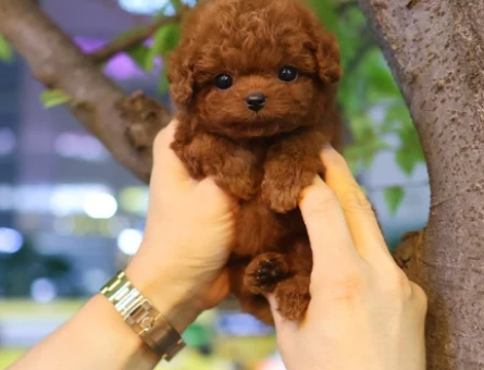 Toy poodle yavrularimiz kore kan - 10877