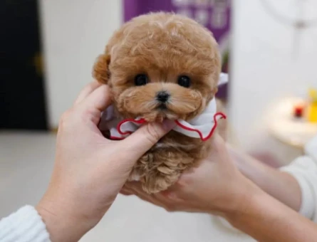 OZELMI OZEL TOY POODLE BEBEKLERIMIZ - 10879