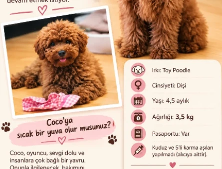 COCO YENİ YUVASINI ARIYOR - 10905