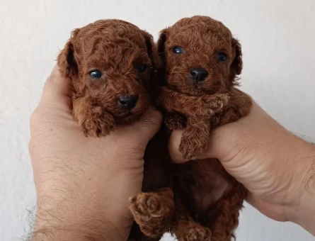 Tüy Dökmeyen Poodle bebekler - 10909