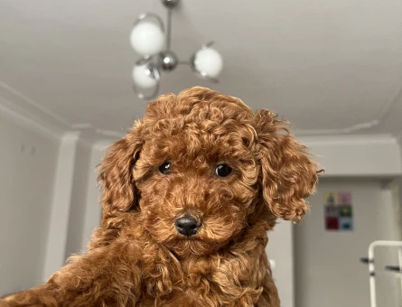 Dişi redbrown Safkan Toy Poodle - 10923