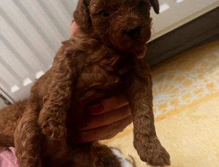 Toy poodle - 11017