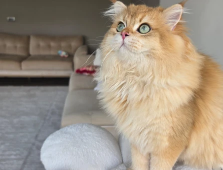 Ny12 Golden British longhair erkek - 11079