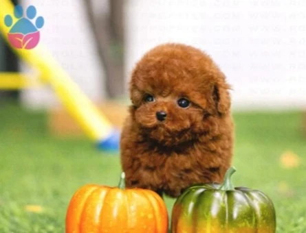 SEVİMLİ TOY POODLE - 11134