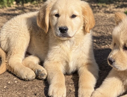 Sevimli Golden Retriver Yavrularımız - 11195