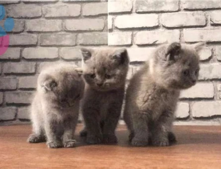 BRİTİSH SHORTHAİR VE SCOTTİSH FOLD DİŞİ VE ERKEK