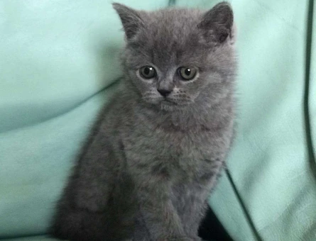 HARİKA DİŞİ VE ERKEK YAVRULAR