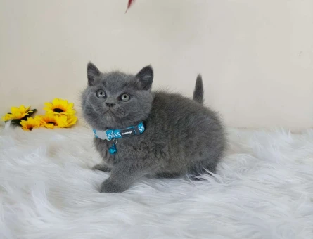Safkan British Shorthair Orjinal Gri Yavrularımız