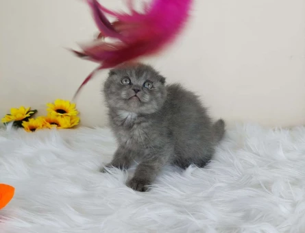 Scottish Fold Safkan Orijinal Yavrular