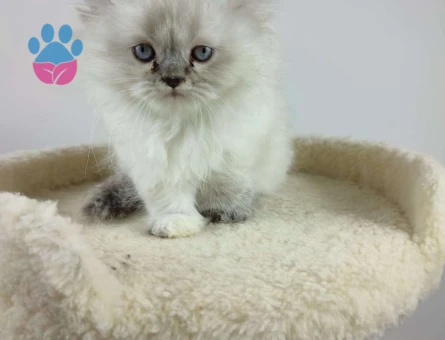 Safkan British Longhair Blue Point Yavrumuz