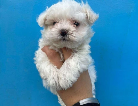 Bebek Surat Maltese Terrier Yavrularımız