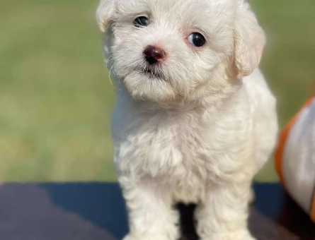 Maltese Terrier 0 Numara Yavrularımız