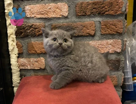 Scottish Fold Yavrular