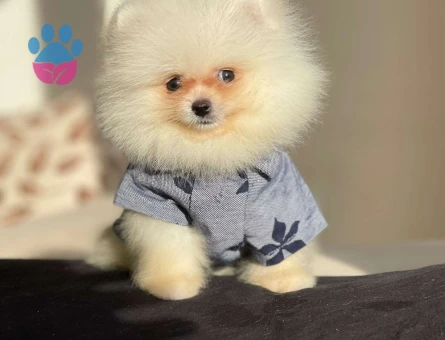 Kar Beyaz Orjinal Irk Pomeranian Boo Yavrularımız