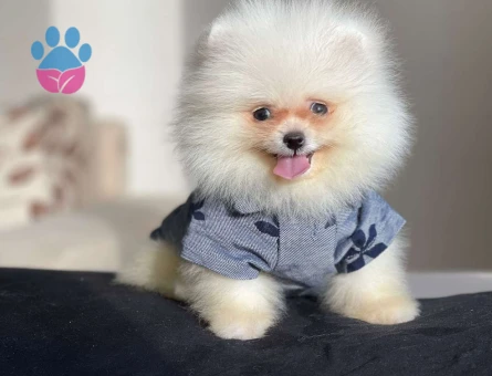 Kar Beyaz Safkan Pomeranian Boo