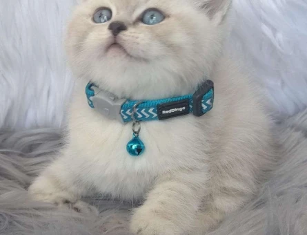 Mükemmel Safkan British Shorthair Yavrumuz