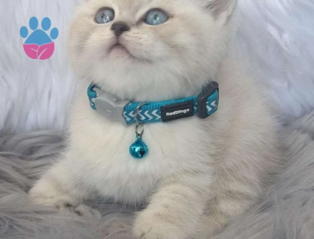 Mükemmel Safkan British Shorthair Yavrumuz